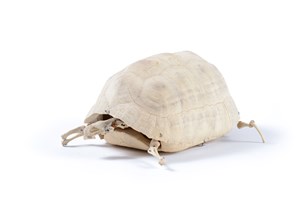 Image description is not available for 2011.20.1